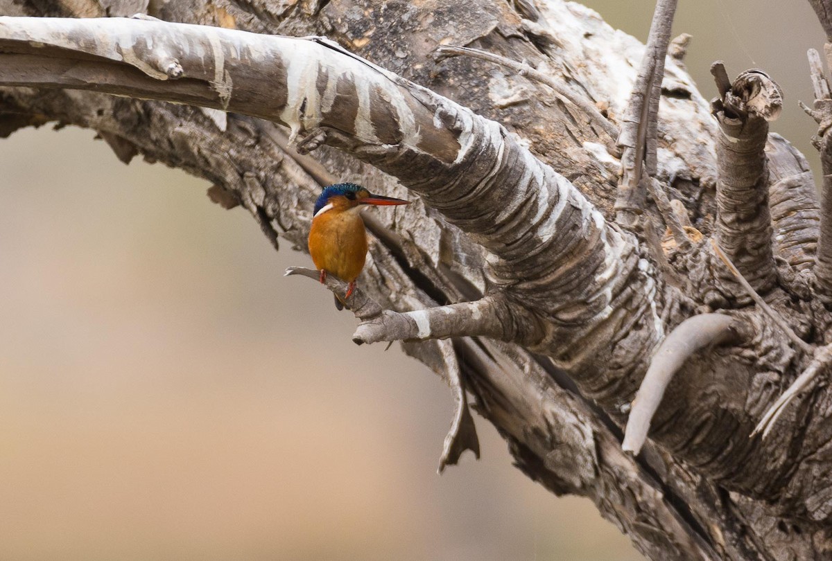 Malachite Kingfisher (Mainland) - ML204997371