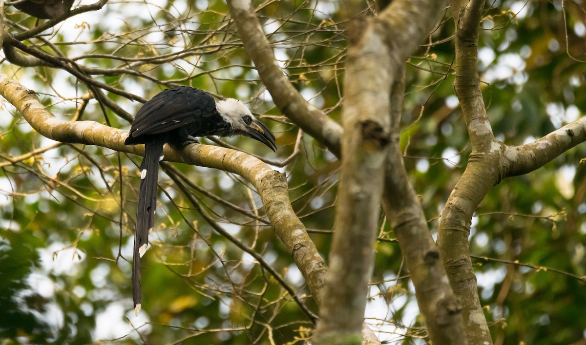 Western Long-tailed Hornbill - Eric Francois Roualet