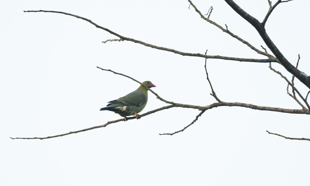 African Green-Pigeon (African) - Eric Francois Roualet