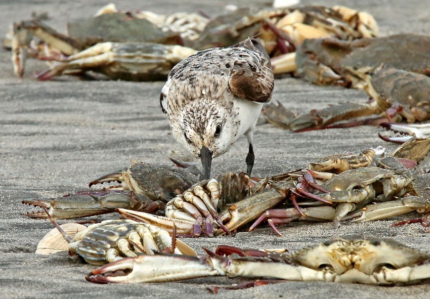 Bécasseau sanderling - ML204999591