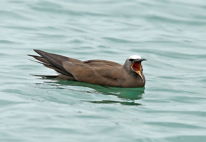 Brown Noddy - ML204999951