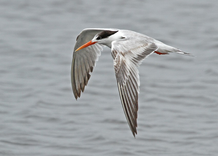 Elegant Tern - ML205000011