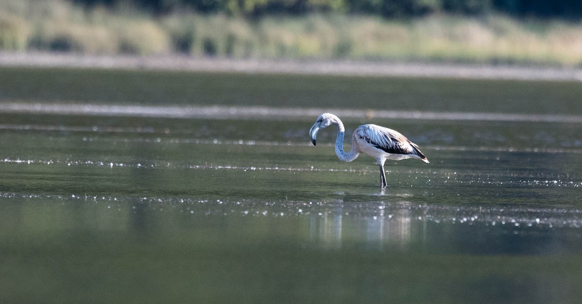 Greater Flamingo - ML205000991