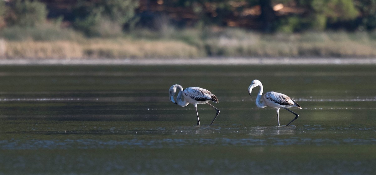 Greater Flamingo - ML205001001