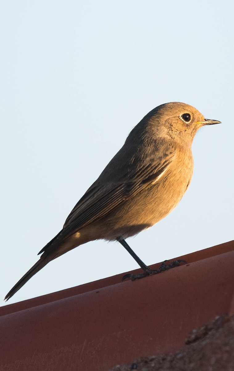 クロジョウビタキ（gibraltariensis／aterrimus） - ML205001231