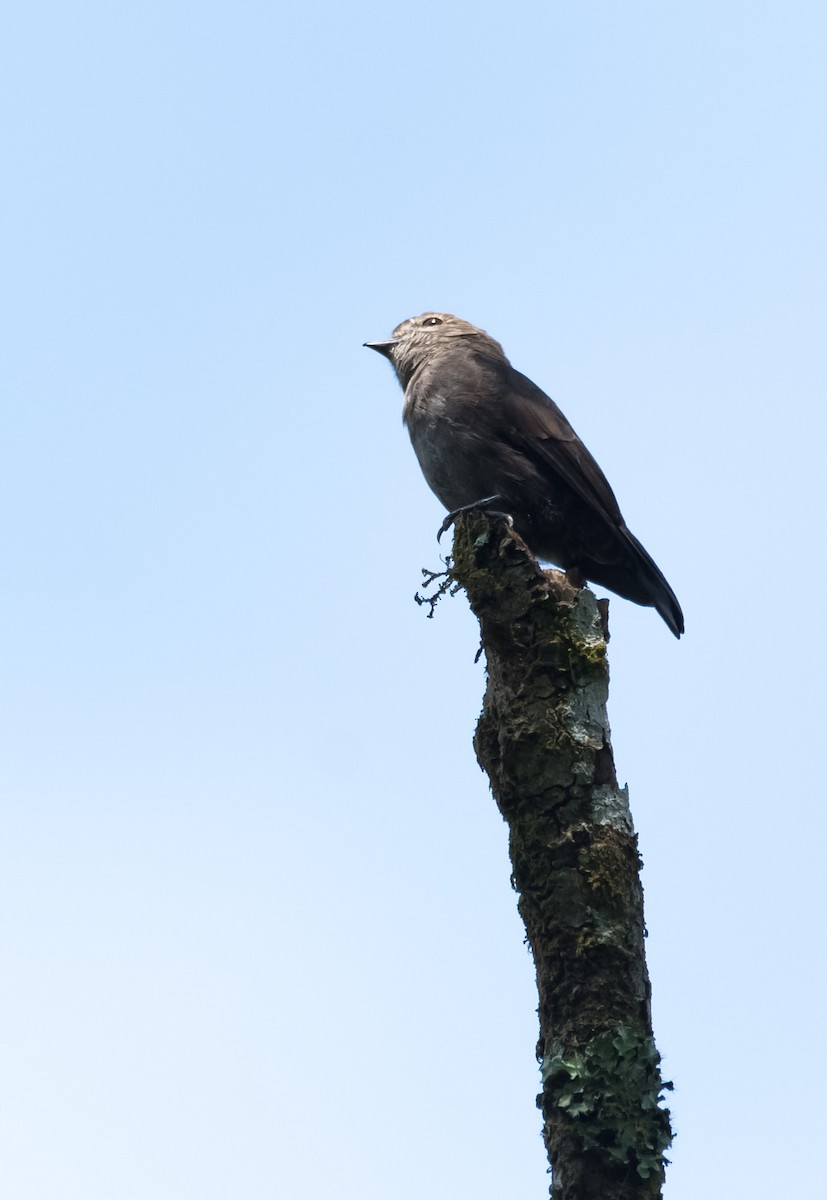 Ussher's Flycatcher - ML205001571