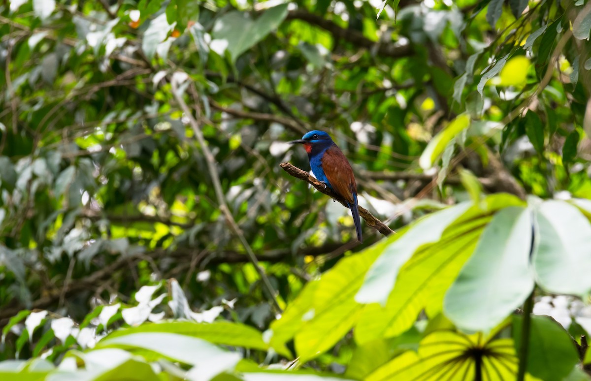 Blue-moustached Bee-eater - ML205001601