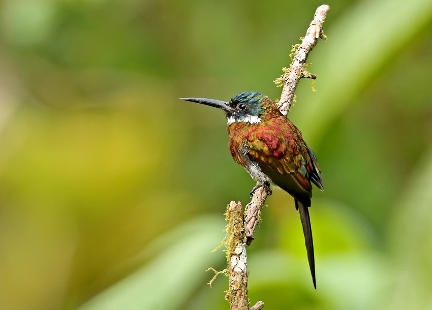 Purplish Jacamar - Roger Ahlman