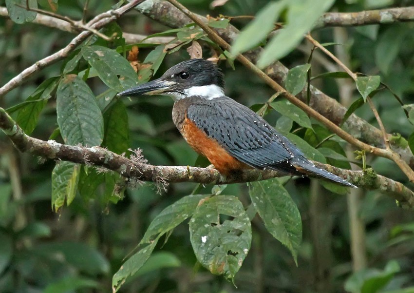 Kolyeli Yalıçapkını (torquata/stictipennis) - ML205002311