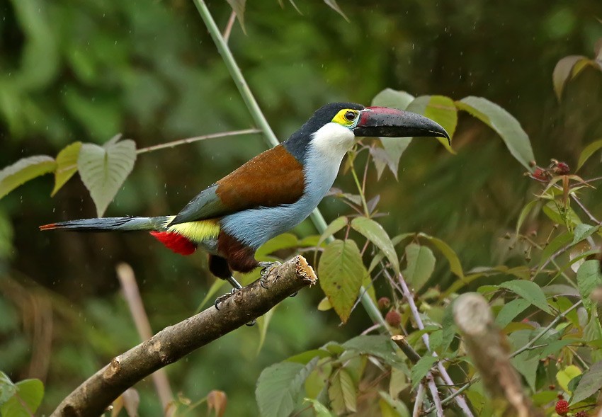 Black-billed Mountain-Toucan - ML205002431