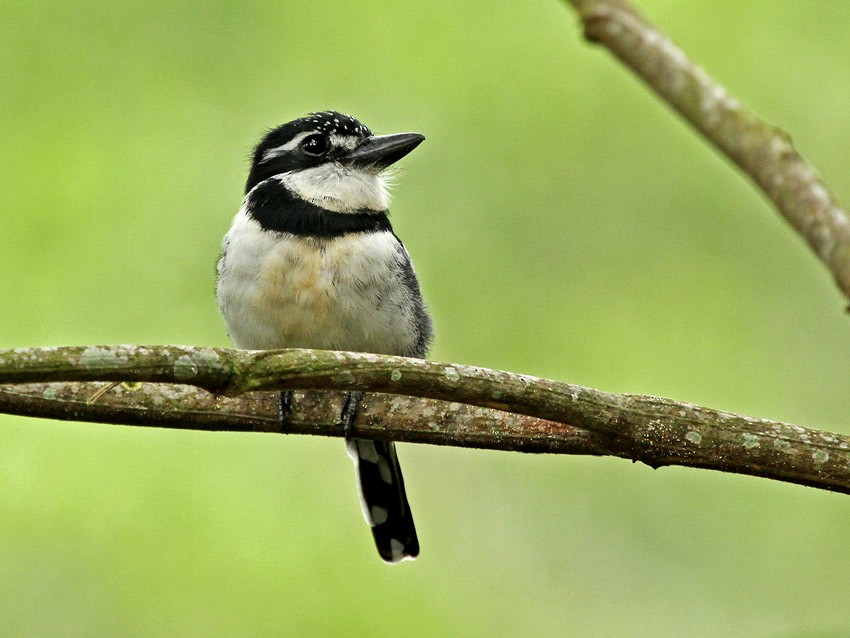 Pied Puffbird (Lesser) - ML205002761