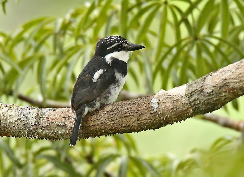 Pied Puffbird (Greater) - ML205002771