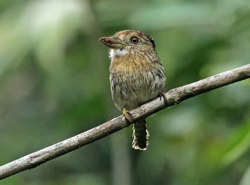 Western Striolated-Puffbird - ML205002821