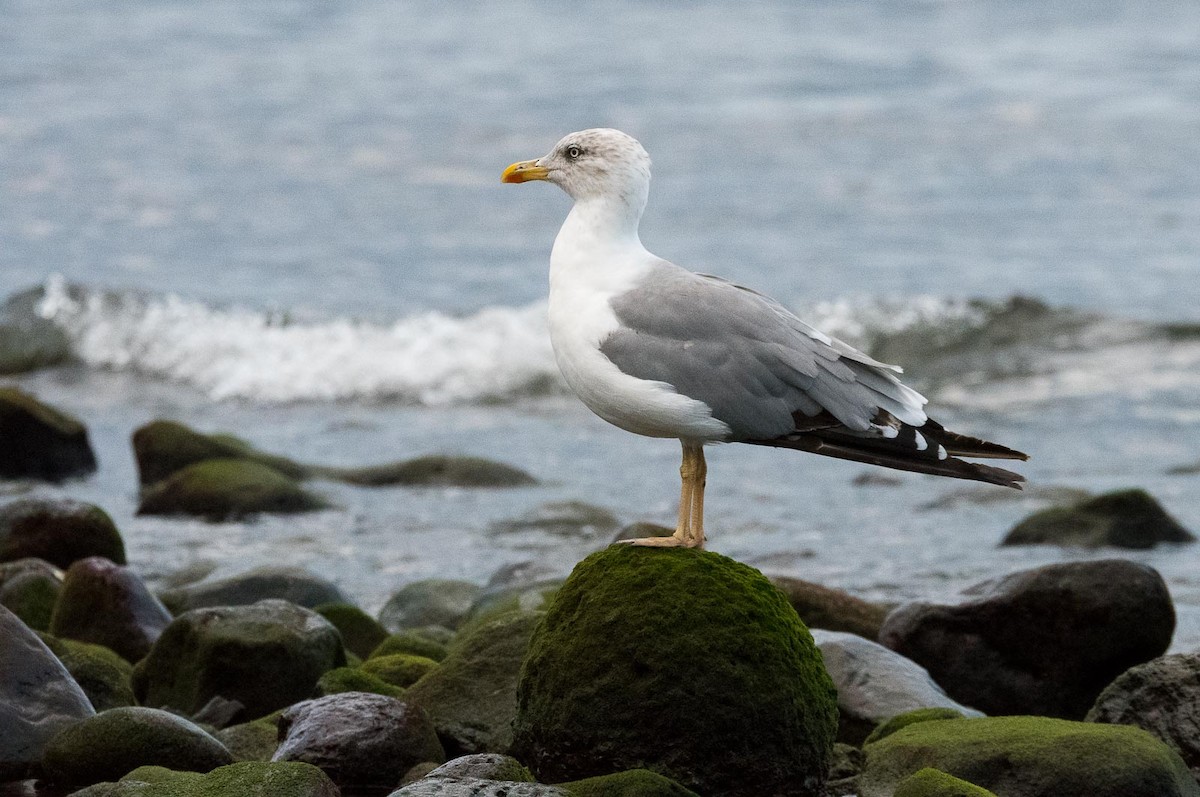 Yellow-legged Gull (atlantis) - Eric Francois Roualet