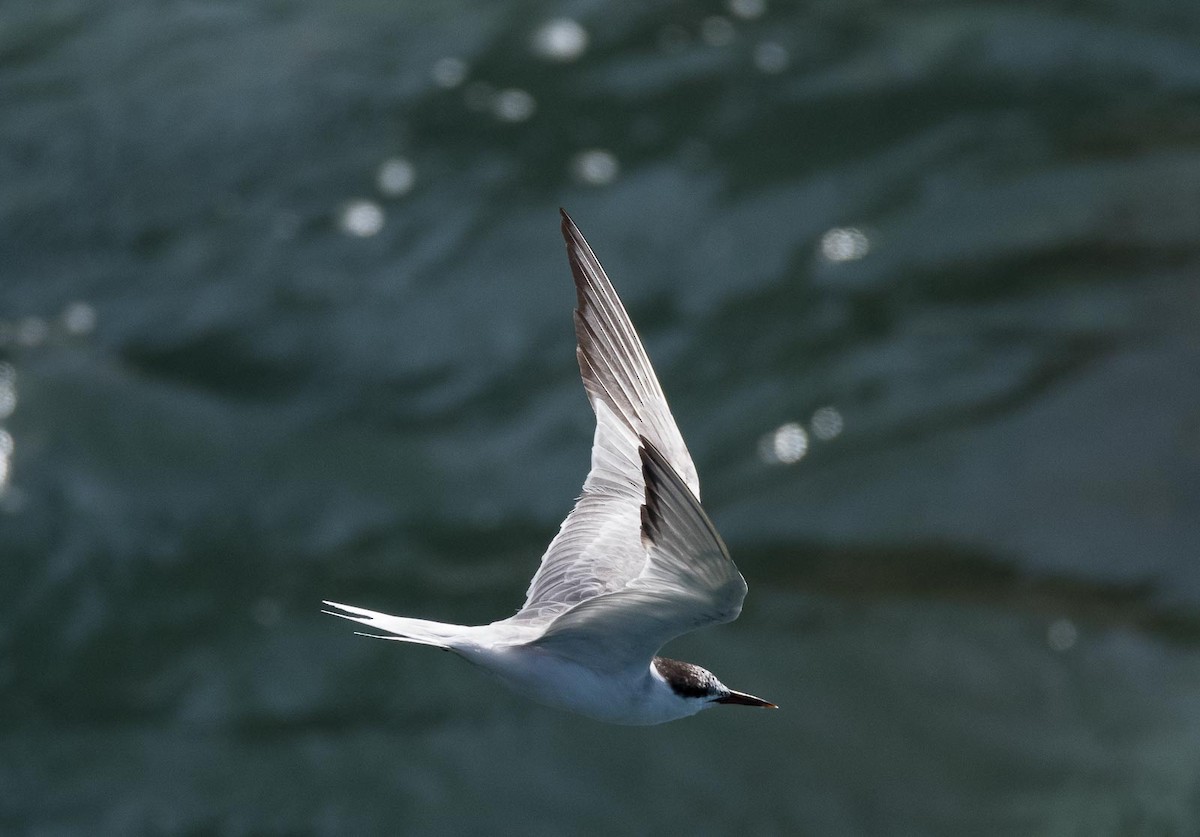 Roseate Tern - ML205003561