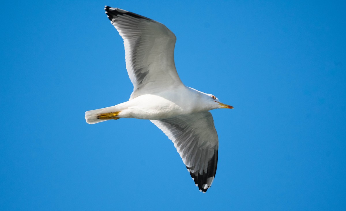 Yellow-legged Gull (michahellis) - Eric Francois Roualet