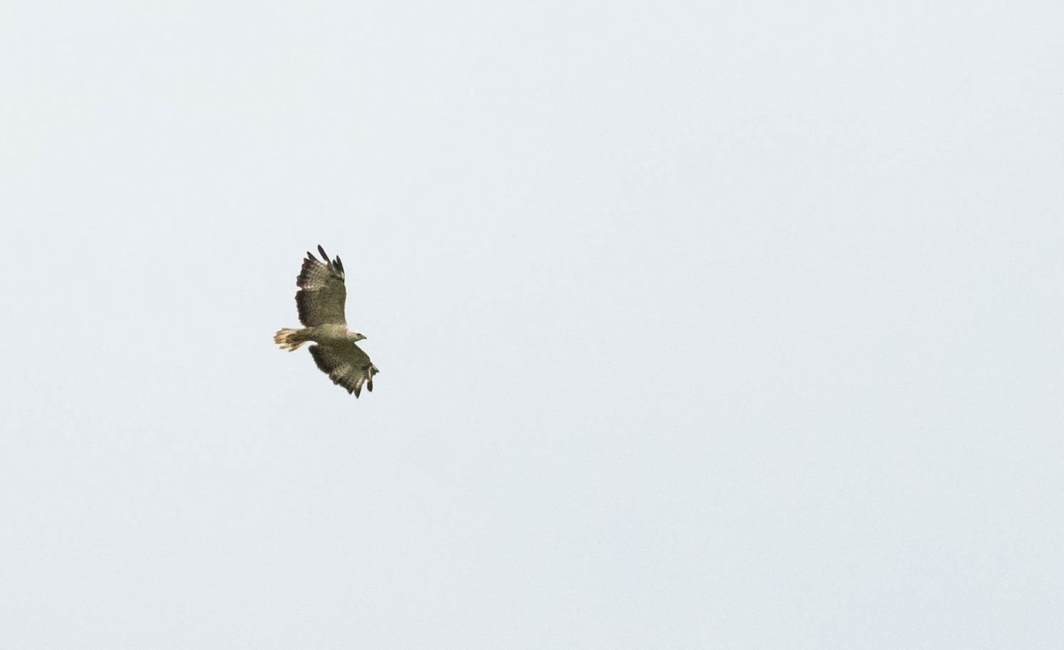 Common Buzzard (Western) - ML205004131