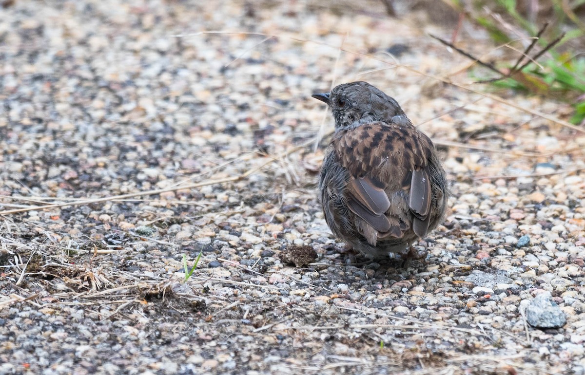 Dunnock - ML205004181