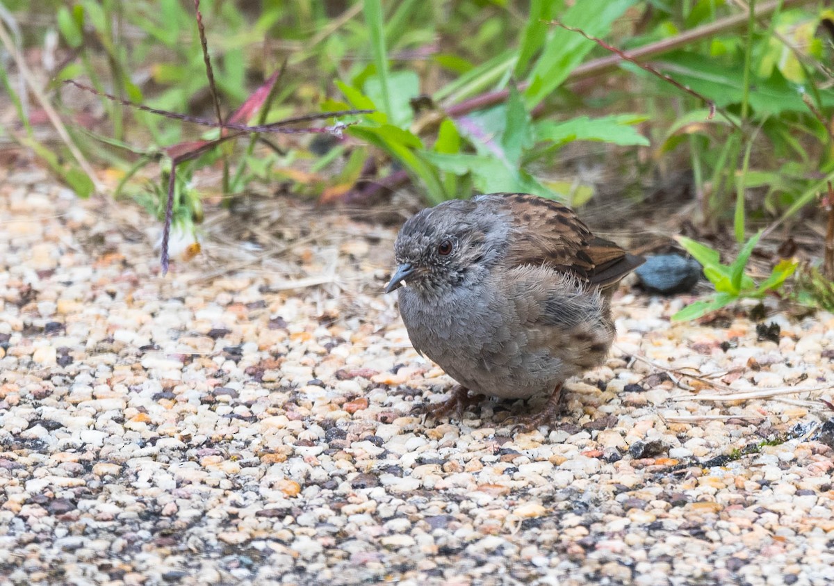 Dunnock - ML205004191