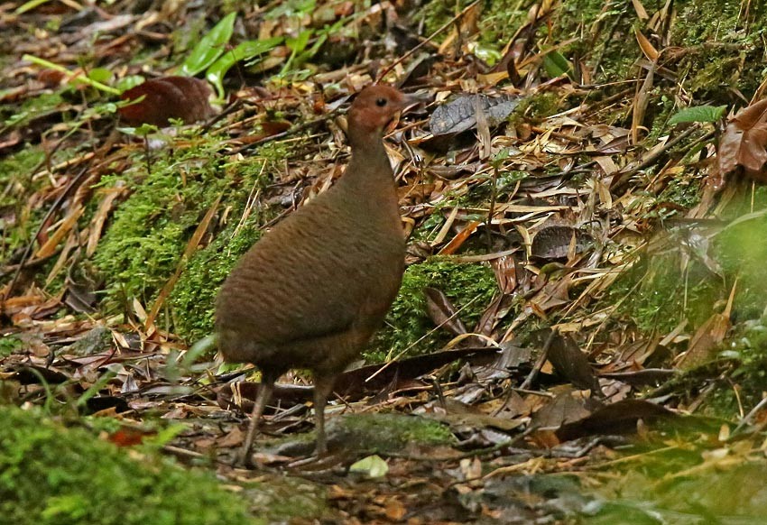 Tawny-breasted Tinamou - ML205005251