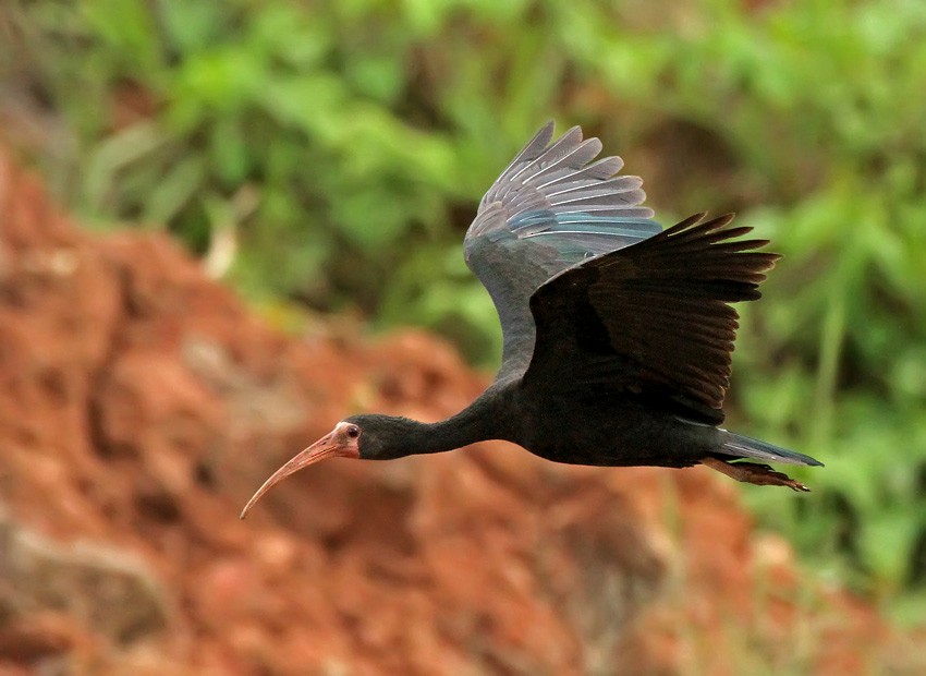 Bare-faced Ibis - ML205005321