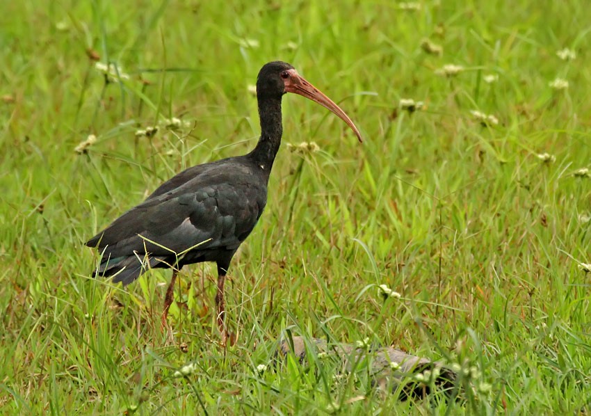 Bare-faced Ibis - ML205005331