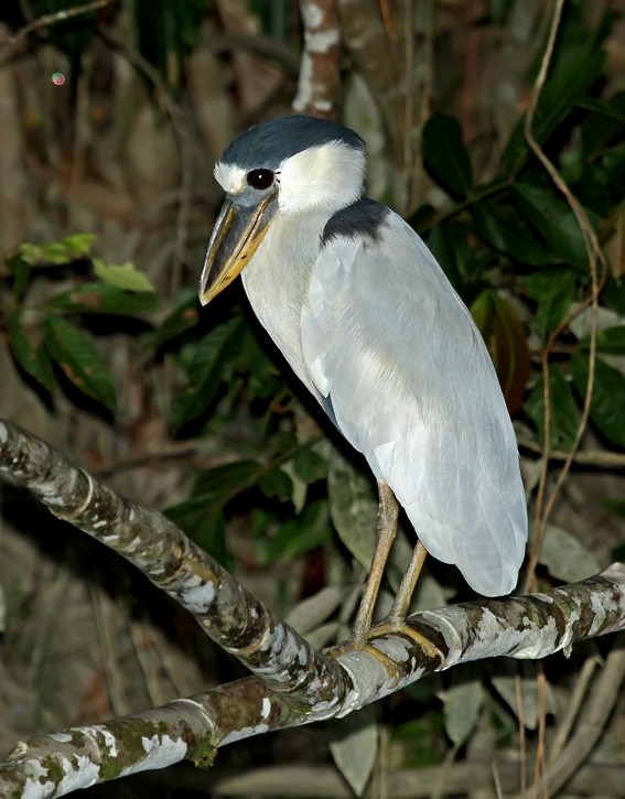 Boat-billed Heron (Southern) - Roger Ahlman