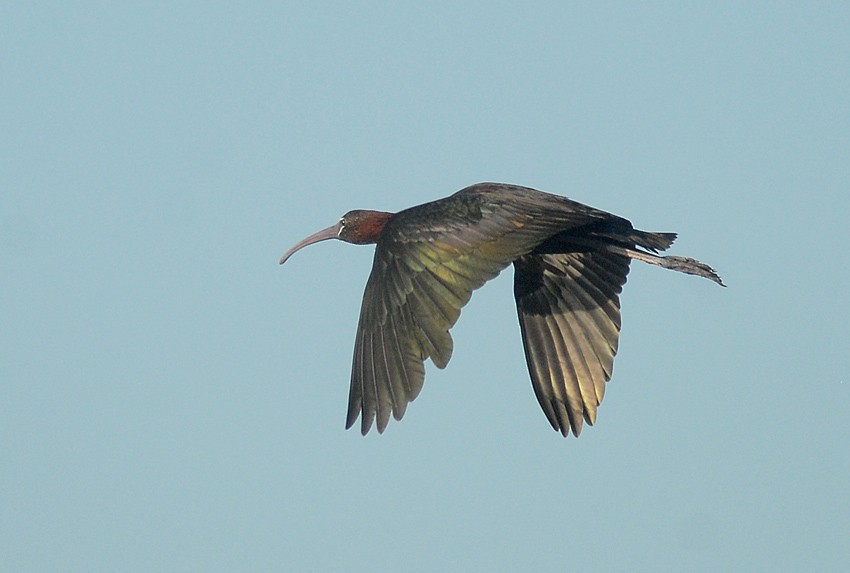 ibis hnědý - ML205005491