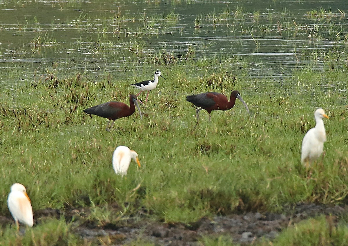 Glossy Ibis - Roger Ahlman