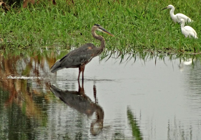 Great Blue Heron - ML205005531