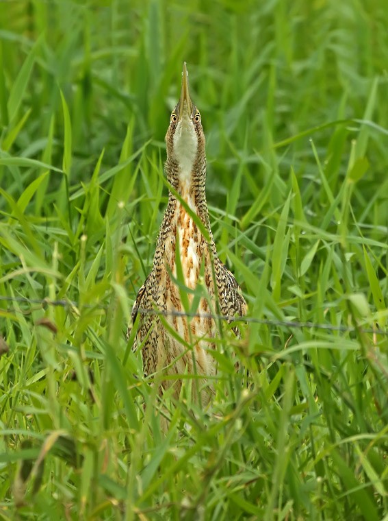 Pinnated Bittern - ML205005661