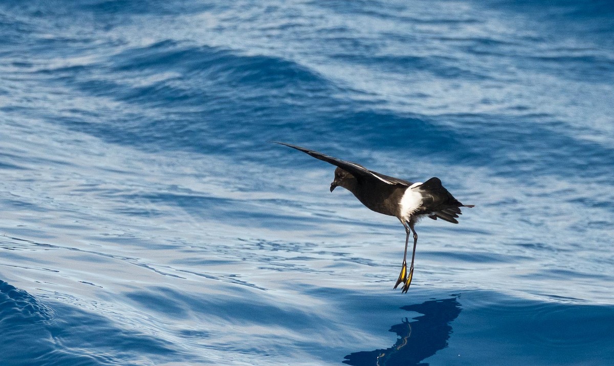 Wilson's Storm-Petrel (Wilson's) - Eric Francois Roualet