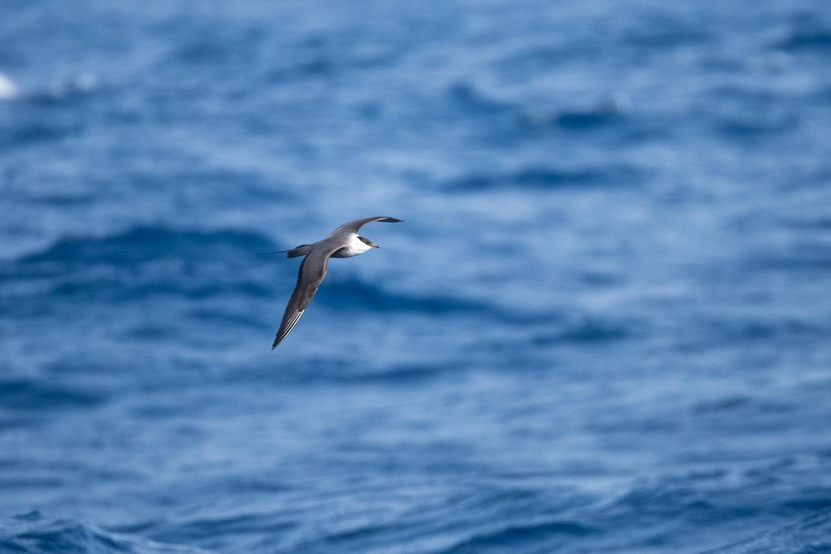 Long-tailed Jaeger - ML205006001