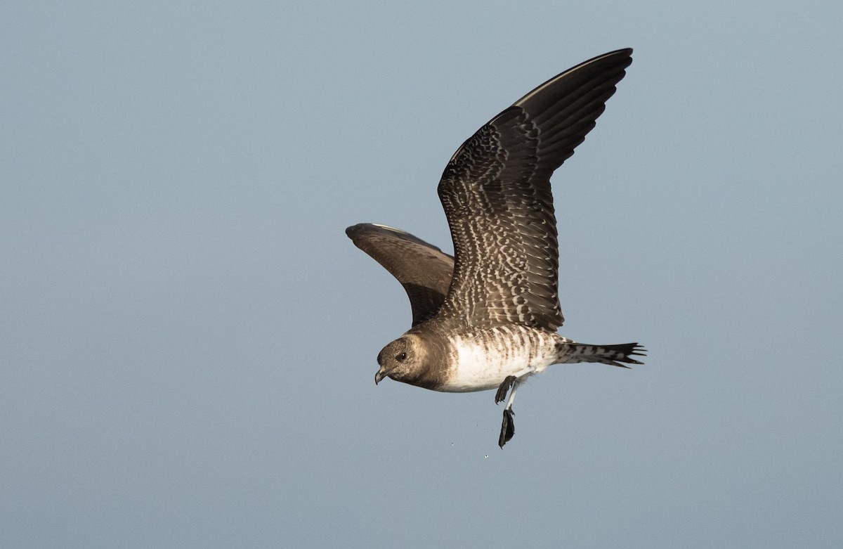 Long-tailed Jaeger - ML205006021