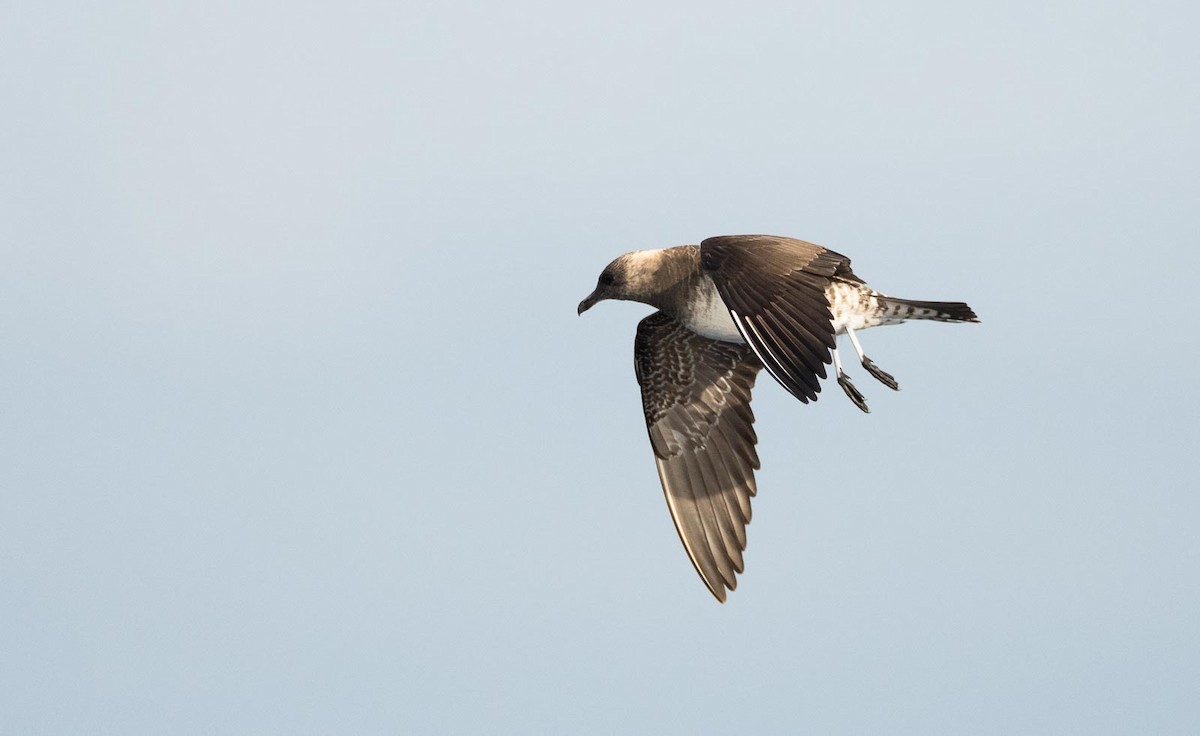 Long-tailed Jaeger - ML205006041