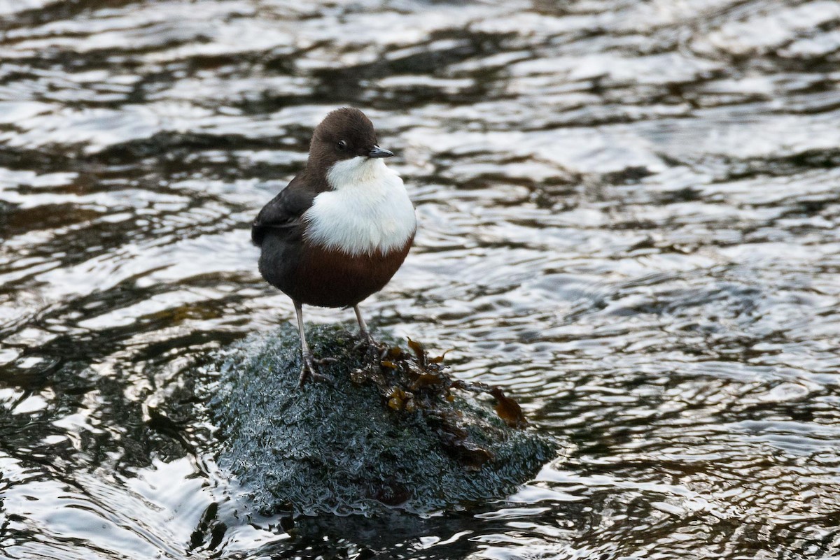 White-throated Dipper - Eric Francois Roualet