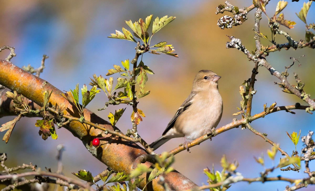 Common Chaffinch - ML205006301