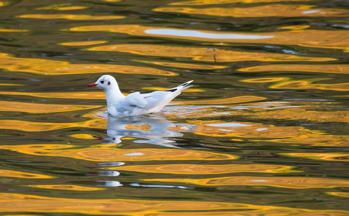 Mouette rieuse - ML205006361