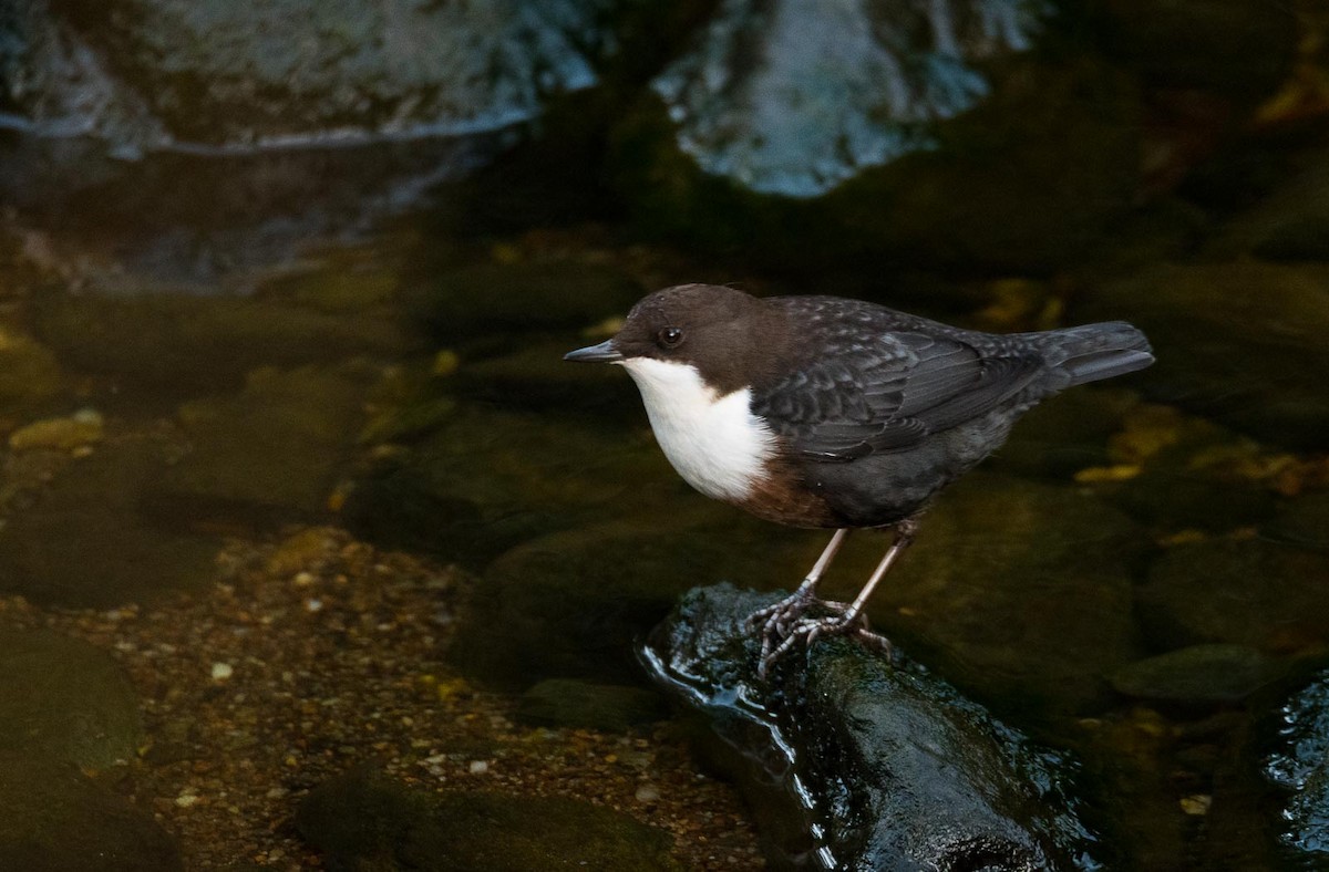 White-throated Dipper - Eric Francois Roualet