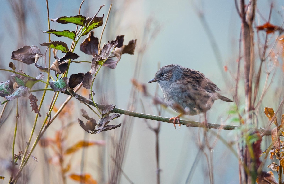 Dunnock - Eric Francois Roualet