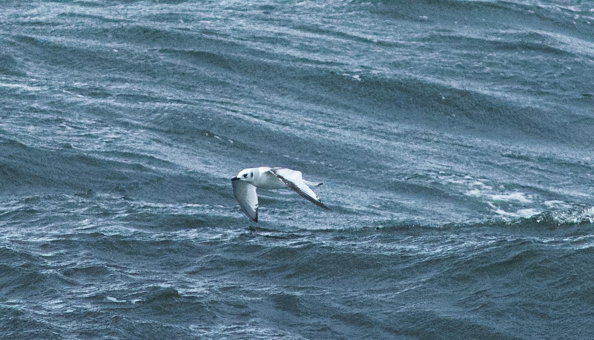 Black-legged Kittiwake (tridactyla) - ML205006971