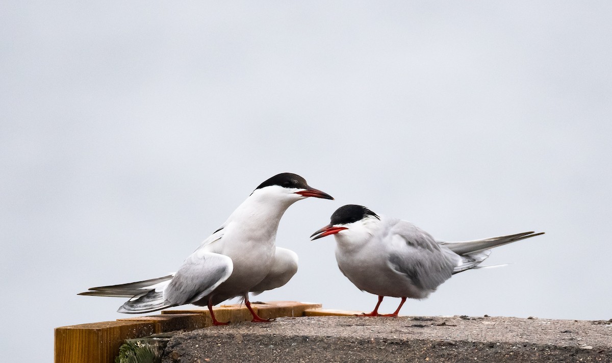 Common Tern (hirundo/tibetana) - Eric Francois Roualet