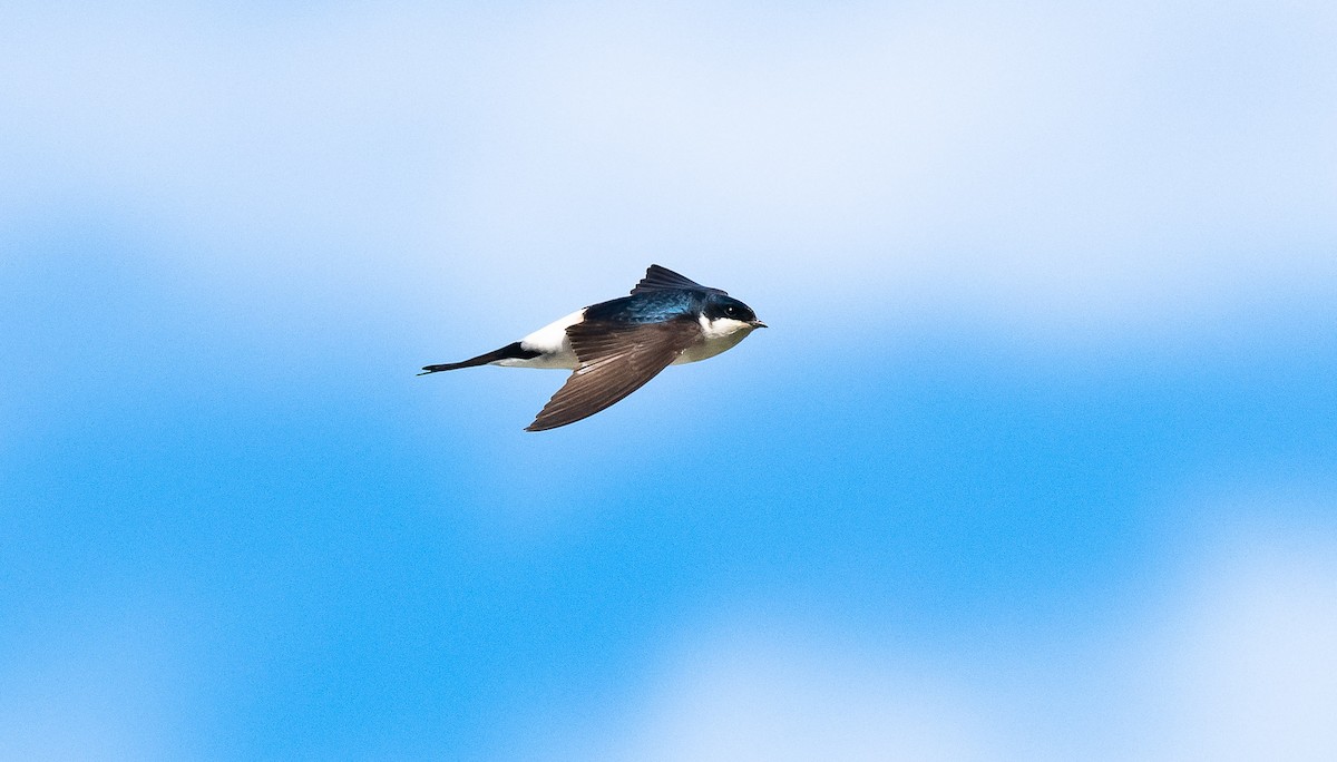 Western House-Martin - Éric Francois Roualet