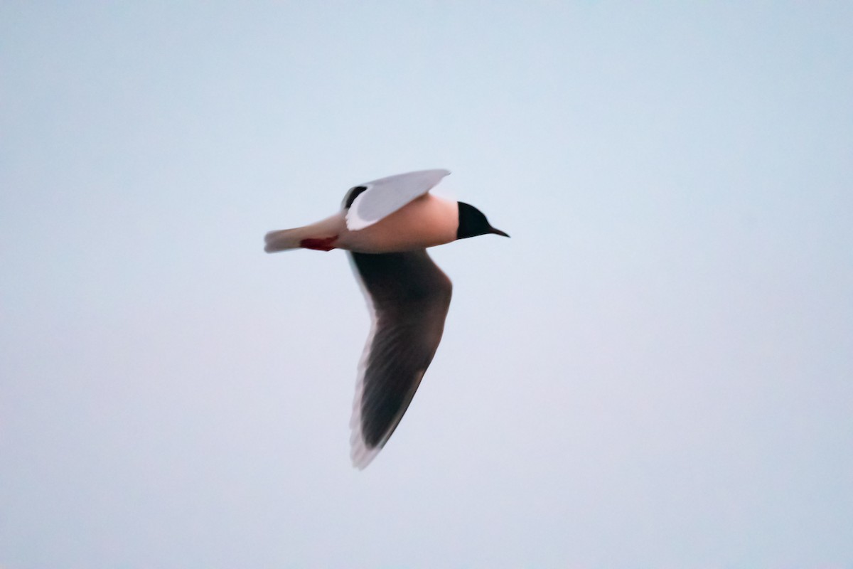 Little Gull - ML205007741