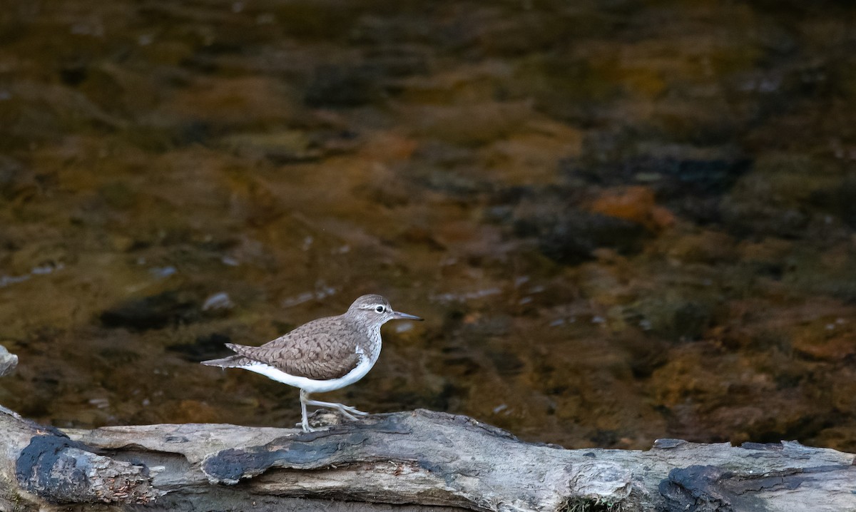 Common Sandpiper - Eric Francois Roualet