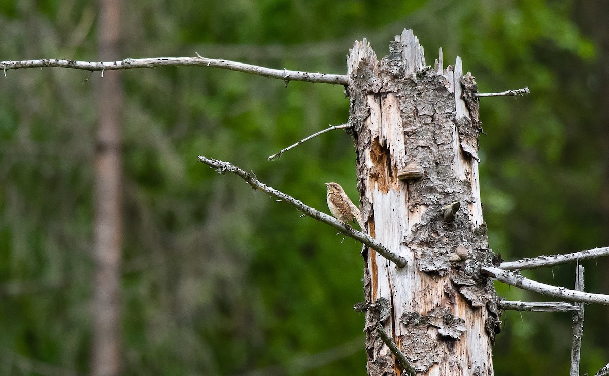 Eurasian Wryneck - ML205007851