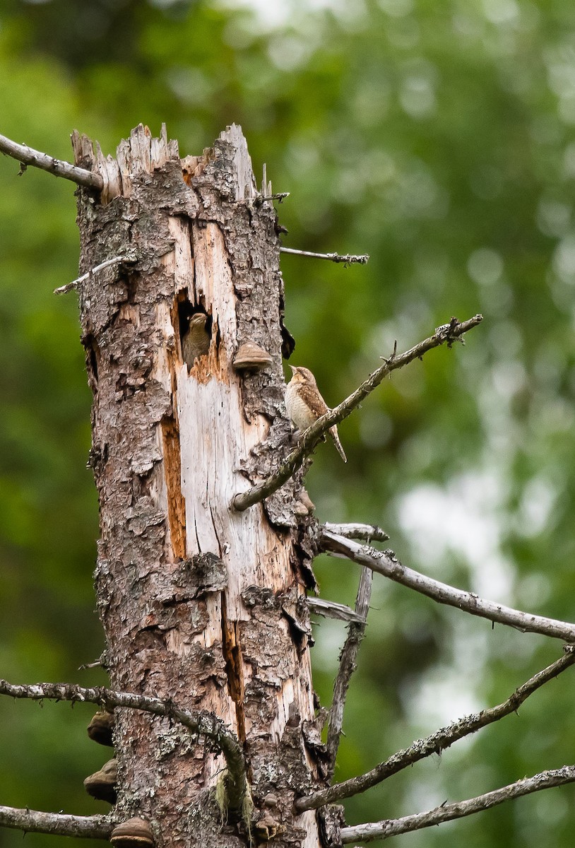 Eurasian Wryneck - ML205007861