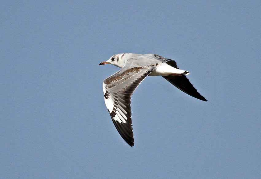 Gray-hooded Gull - ML205008011