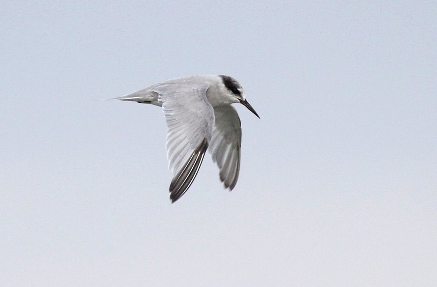 Peruvian Tern - Roger Ahlman