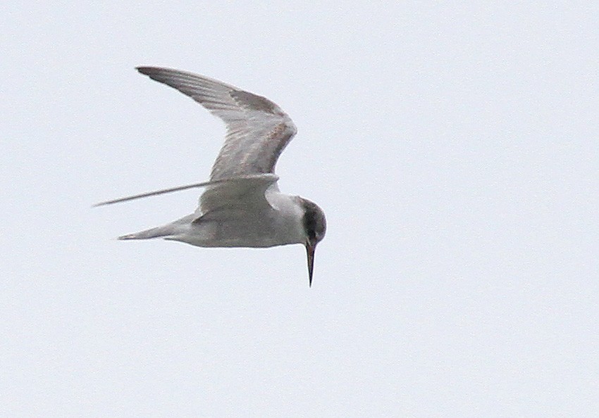 Peruvian Tern - ML205008101